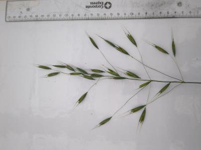 PANICLE